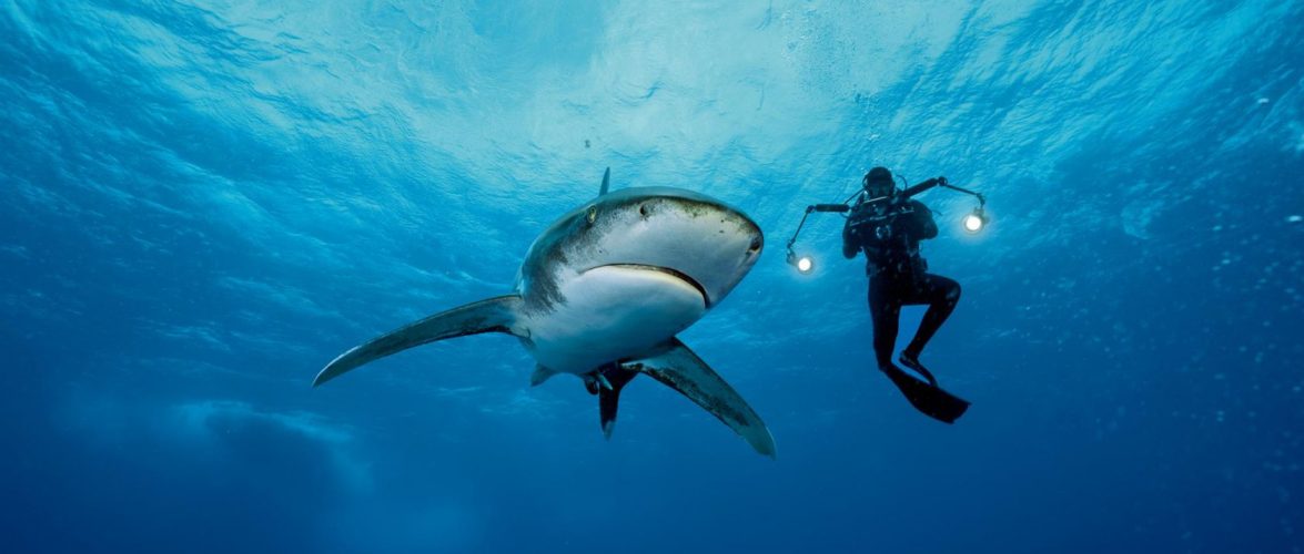 BALLENA JOROBADA PROTEGE A BUCEADORA DE UN TIBURÓN La bióloga se percató después que había estado en peligro