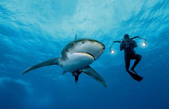 BALLENA JOROBADA PROTEGE A BUCEADORA DE UN TIBURÓN La bióloga se percató después que había estado en peligro
