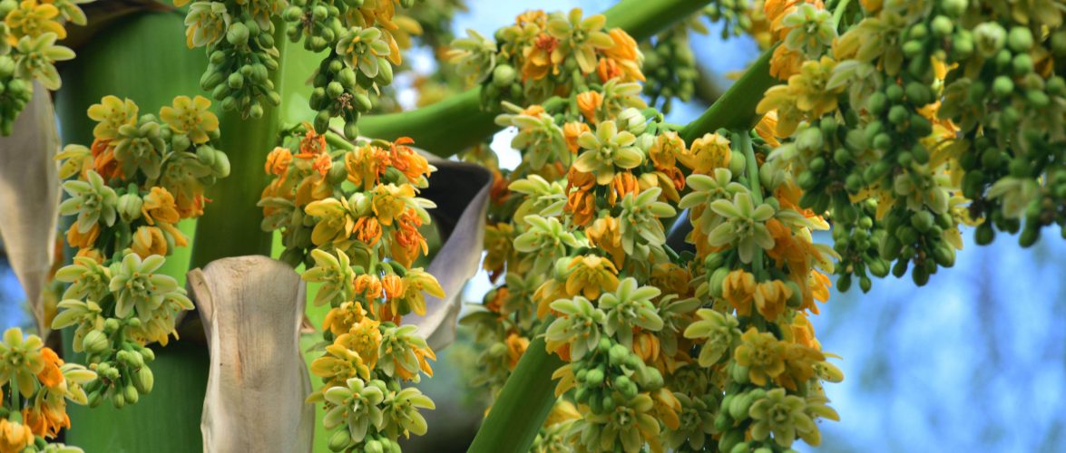 DESPUÉS DE 30 AÑOS DE ESPERA, EJEMPLAR DE FURCRAEA LONGAEVA FLORECE EN EL JARDÍN BOTÁNICO DE LA UNAM