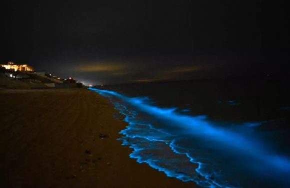 Captan espectacular efecto por bioluminiscencia en Puerto Peñasco (FOTOS)