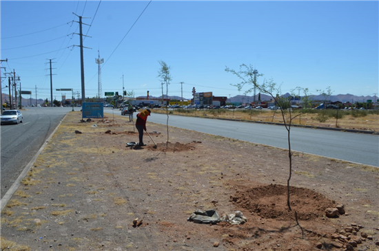 #Chihuauha | Planta Gobierno Municipal más de 60 árboles al norte de la ciudad