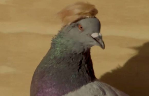 Palomas disfrazadas con gorras y flequillo: las nuevas «aliadas» de Trump en Las Vegas