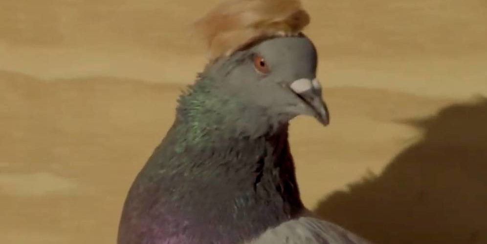Palomas disfrazadas con gorras y flequillo: las nuevas «aliadas» de Trump en Las Vegas