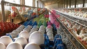 Huevo por los suelos en Coahuila, afecta mercado en Chihuahua