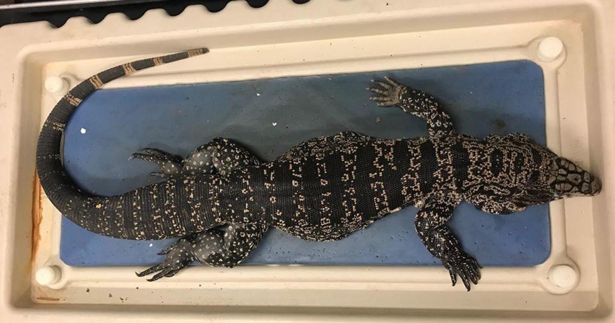 Grandes lagartos invasores que “comen casi cualquier cosa” en Georgia