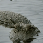 Captan enorme cocodrilo en el Río Bravo, todo apunta que se usaría para ahuyentar migrantes